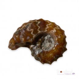 Pierre forme libre - Ammonite